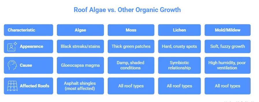 Remove Algae from Roof Safely 2 info image roof alge causes